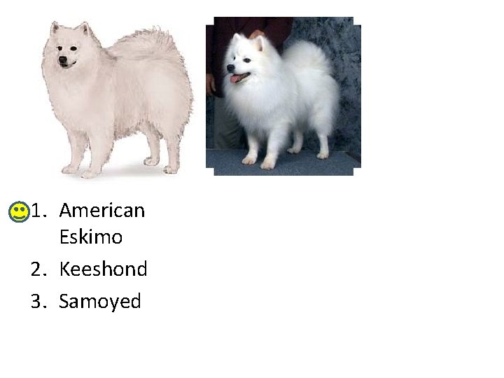 1. American Eskimo 2. Keeshond 3. Samoyed 