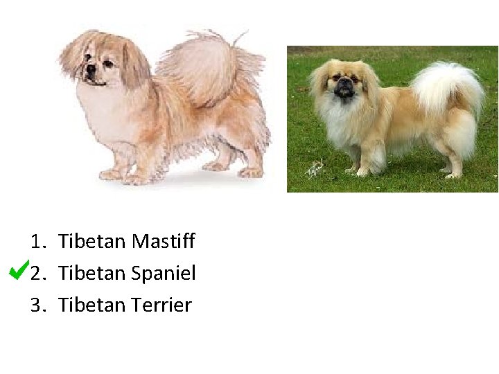 1. Tibetan Mastiff 2. Tibetan Spaniel 3. Tibetan Terrier 