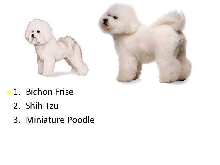 1. Bichon Frise 2. Shih Tzu 3. Miniature Poodle 