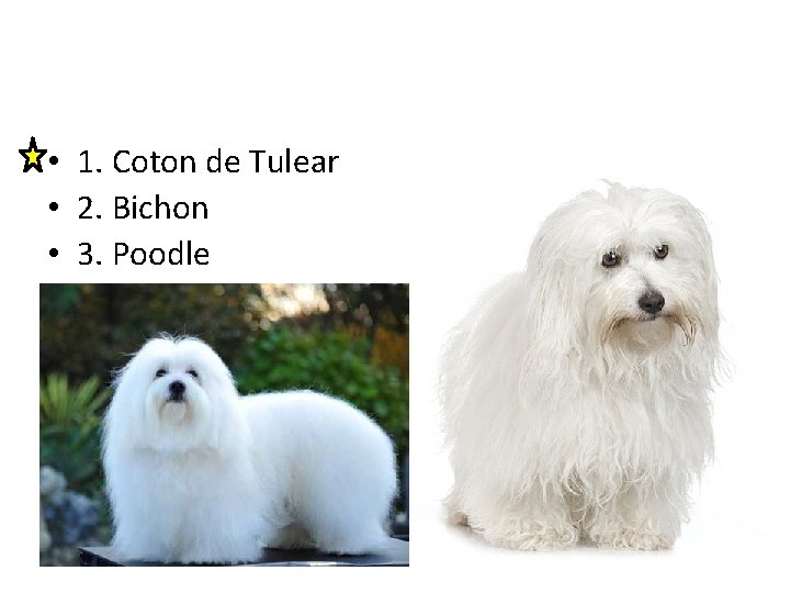  • 1. Coton de Tulear • 2. Bichon • 3. Poodle 