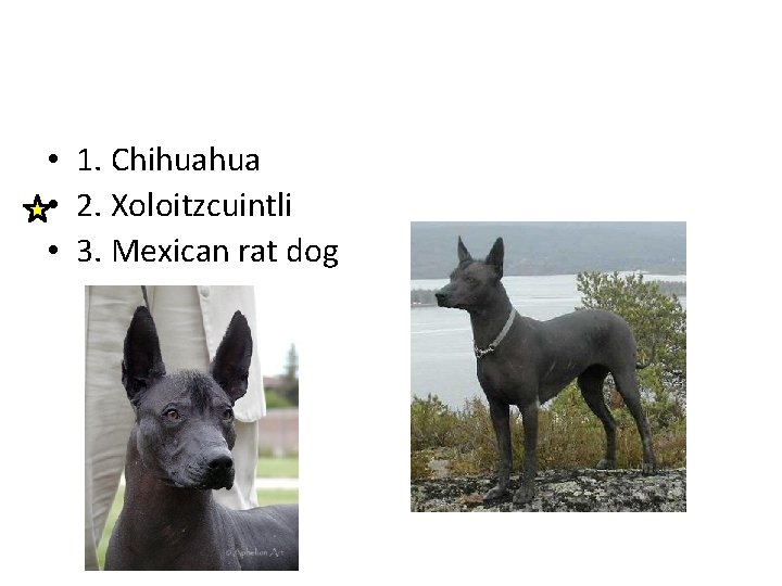  • 1. Chihuahua • 2. Xoloitzcuintli • 3. Mexican rat dog 