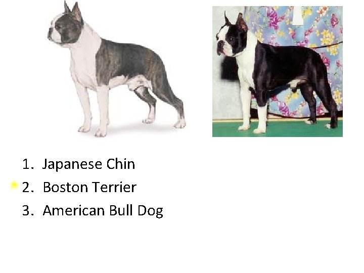 1. Japanese Chin 2. Boston Terrier 3. American Bull Dog 