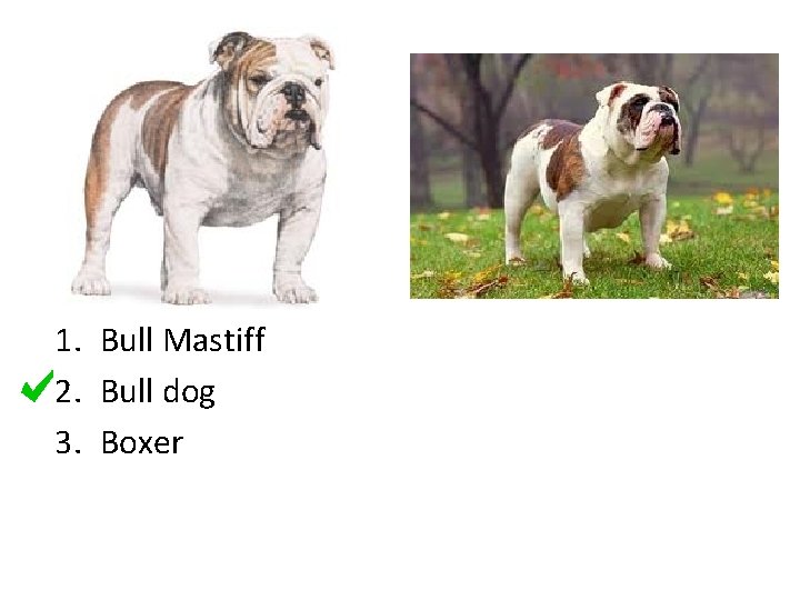 1. Bull Mastiff 2. Bull dog 3. Boxer 