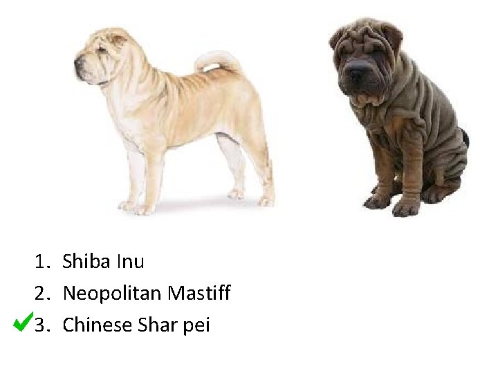 1. Shiba Inu 2. Neopolitan Mastiff 3. Chinese Shar pei 
