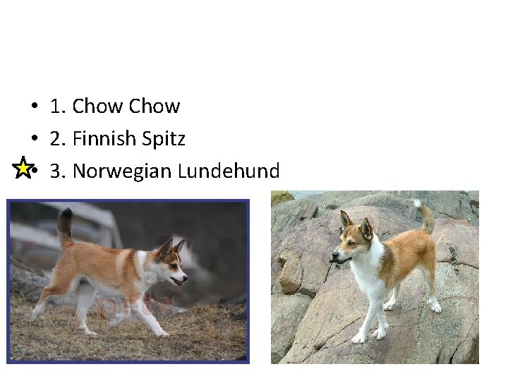  • 1. Chow • 2. Finnish Spitz • 3. Norwegian Lundehund 