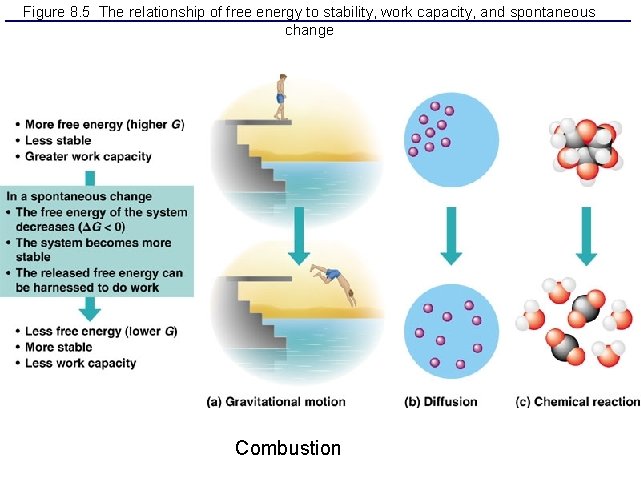 Figure 8. 5 The relationship of free energy to stability, work capacity, and spontaneous