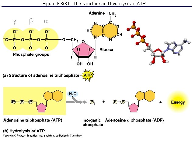 Figure 8. 8/8. 9 The structure and hydrolysis of ATP 