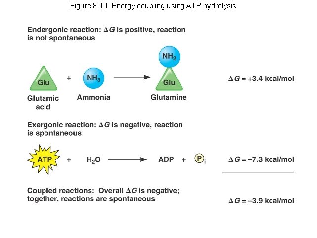 Figure 8. 10 Energy coupling using ATP hydrolysis 