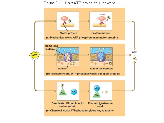Figure 8. 11 How ATP drives cellular work 