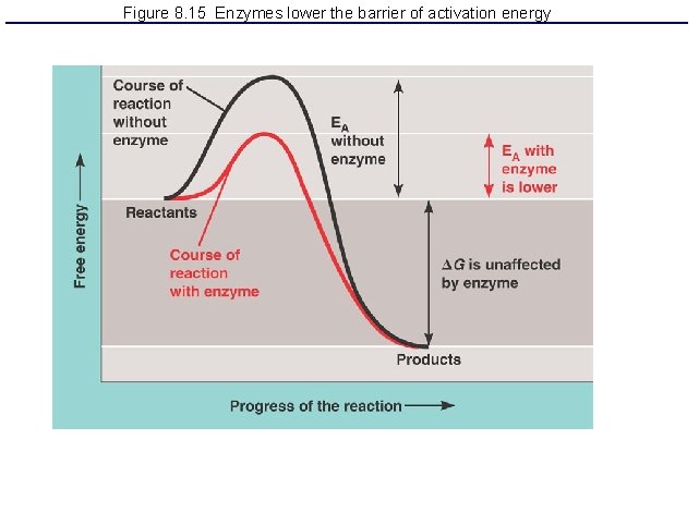 Figure 8. 15 Enzymes lower the barrier of activation energy 