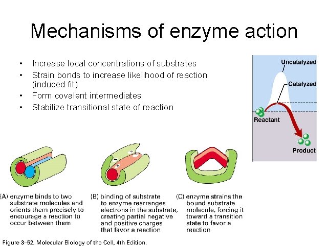 Mechanisms of enzyme action • • Increase local concentrations of substrates Strain bonds to