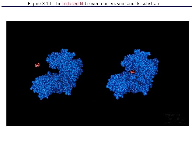 Figure 8. 16 The induced fit between an enzyme and its substrate 