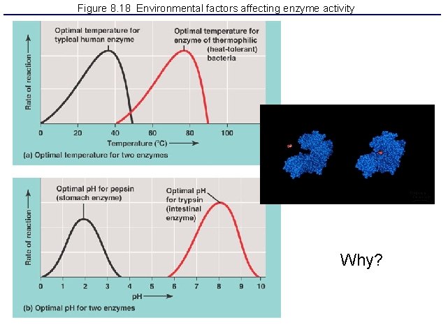 Figure 8. 18 Environmental factors affecting enzyme activity Why? 