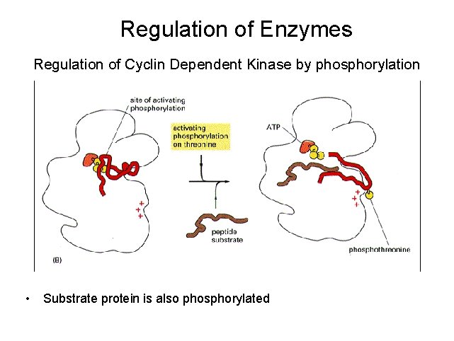 Regulation of Enzymes Regulation of Cyclin Dependent Kinase by phosphorylation • Substrate protein is