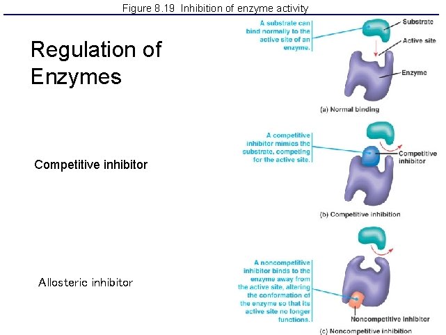 Figure 8. 19 Inhibition of enzyme activity Regulation of Enzymes Competitive inhibitor Allosteric inhibitor