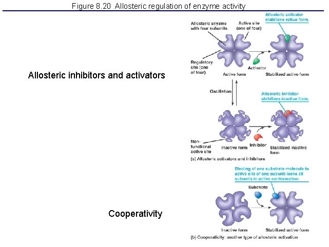 Figure 8. 20 Allosteric regulation of enzyme activity Allosteric inhibitors and activators Cooperativity 