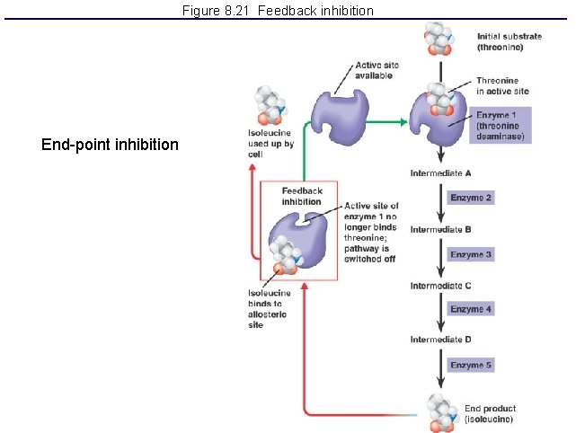 Figure 8. 21 Feedback inhibition End-point inhibition 
