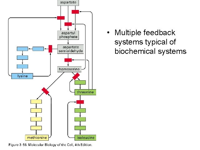  • Multiple feedback systems typical of biochemical systems 