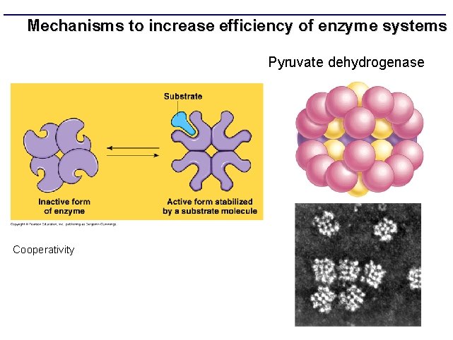 Mechanisms to increase efficiency of enzyme systems Pyruvate dehydrogenase Cooperativity 