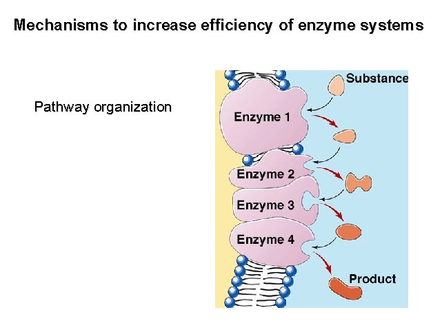 Mechanisms to increase efficiency of enzyme systems Pathway organization 