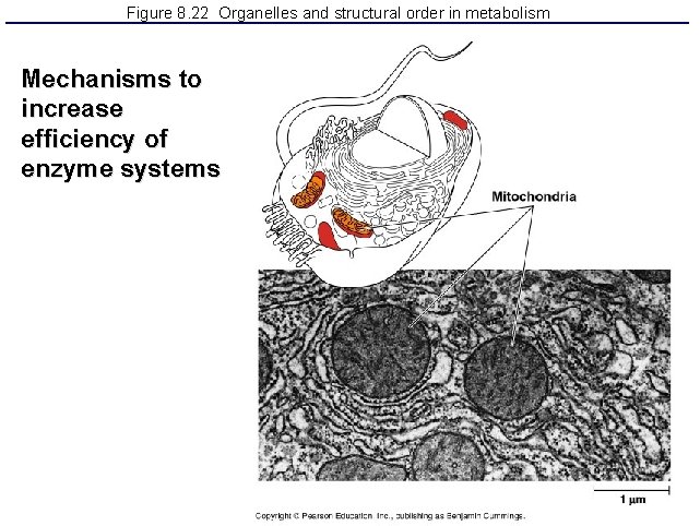 Figure 8. 22 Organelles and structural order in metabolism Mechanisms to increase efficiency of
