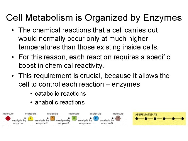 Cell Metabolism is Organized by Enzymes • The chemical reactions that a cell carries