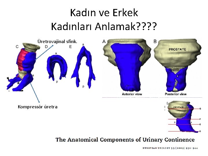 Kadın ve Erkek Kadınları Anlamak? ? Üretrovajinal sfink. Kompressör üretra 