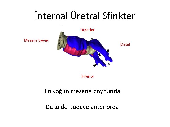 İnternal Üretral Sfinkter Süperior Mesane boynu Distal İnferior En yoğun mesane boynunda Distalde sadece