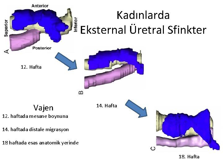 Kadınlarda Eksternal Üretral Sfinkter 12. Hafta Vajen 14. Hafta 12. haftada mesane boynuna 14.