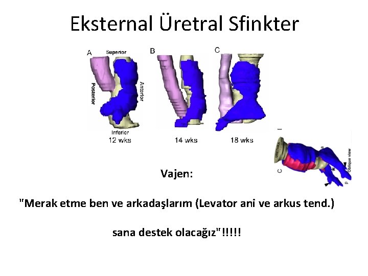 Eksternal Üretral Sfinkter Vajen: "Merak etme ben ve arkadaşlarım (Levator ani ve arkus tend.