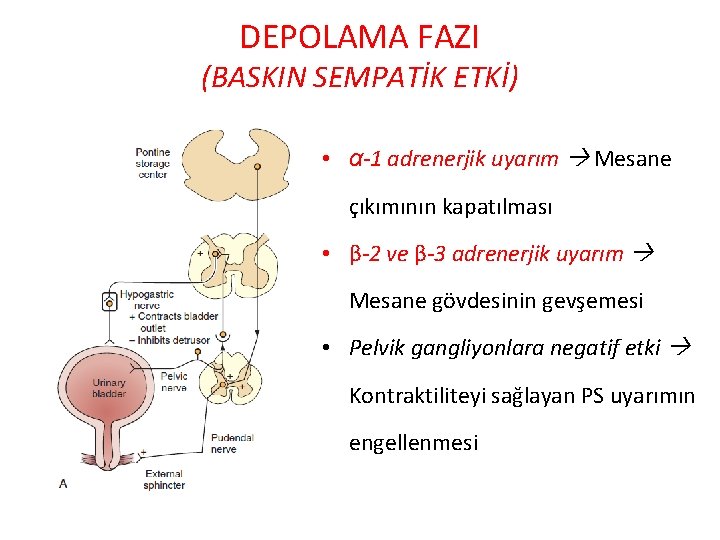 DEPOLAMA FAZI (BASKIN SEMPATİK ETKİ) • α-1 adrenerjik uyarım Mesane çıkımının kapatılması • β-2