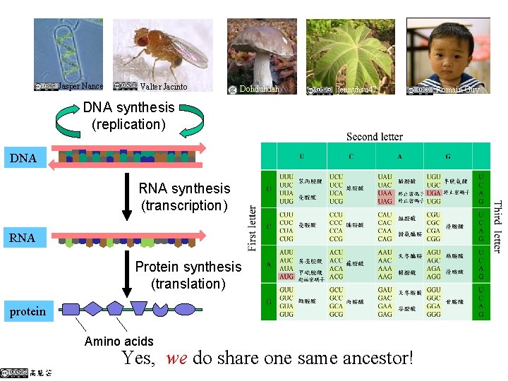 Jasper Nance Valter Jacinto Dohduhdah jennyhsu 47 DNA synthesis (replication) DNA RNA synthesis (transcription)