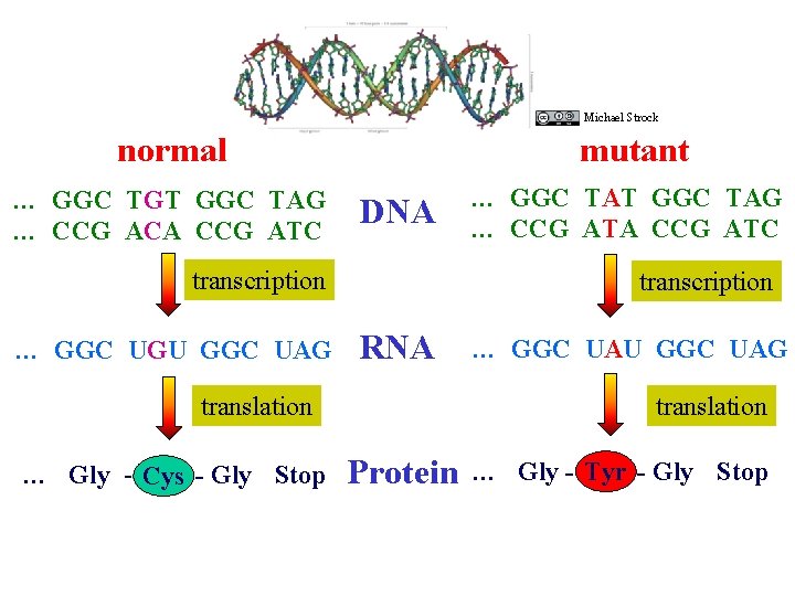 Michael Strock mutant normal … GGC TGT GGC TAG … CCG ACA CCG ATC