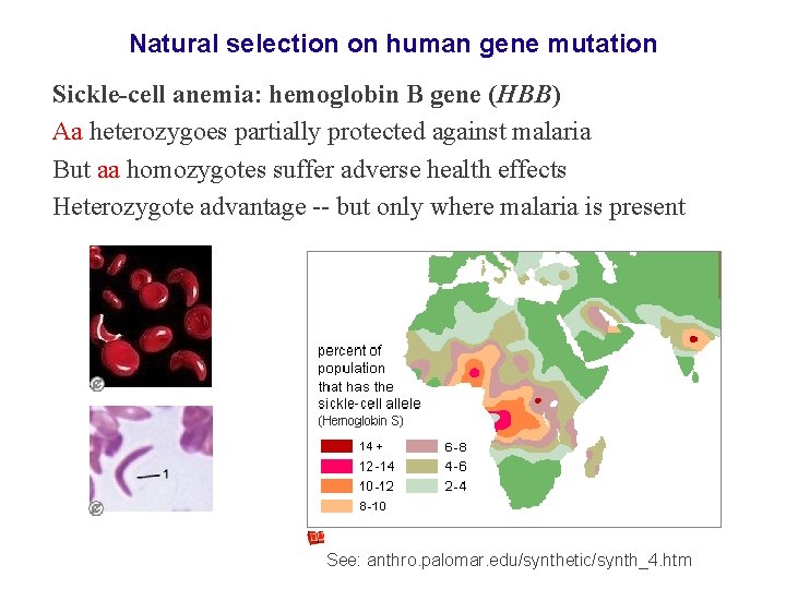 Natural selection on human gene mutation Sickle-cell anemia: hemoglobin B gene (HBB) Aa heterozygoes