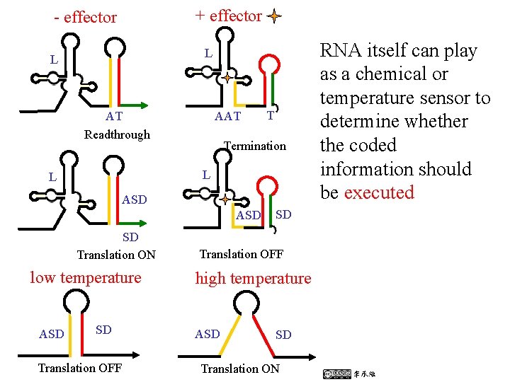 + effector - effector L L AT Readthrough AAT T Termination L L ASD