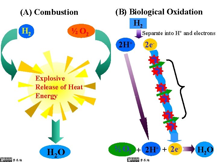 (A) Combustion H 2 ½ O 2 (B) Biological Oxidation H 2 Separate into