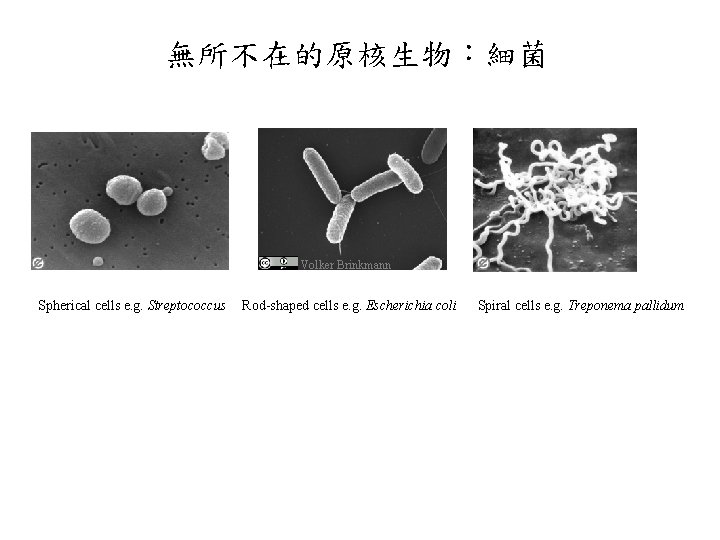 無所不在的原核生物：細菌 Volker Brinkmann Spherical cells e. g. Streptococcus Rod-shaped cells e. g. Escherichia coli