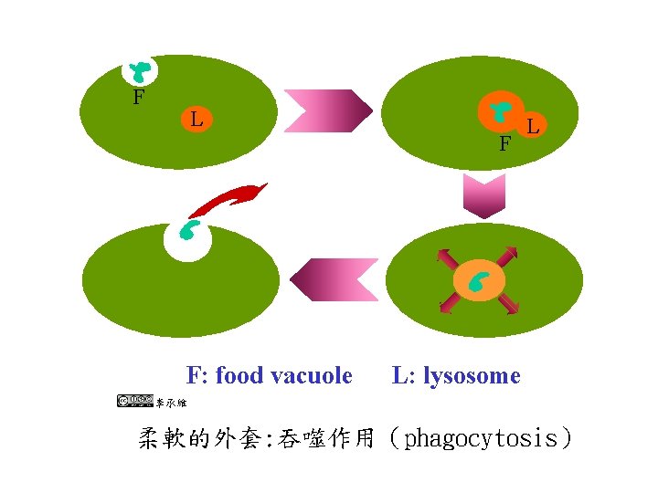 F L F F: food vacuole L L: lysosome 李承維 柔軟的外套: 吞噬作用（phagocytosis） 