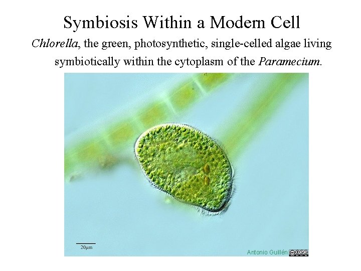 Symbiosis Within a Modern Cell Chlorella, the green, photosynthetic, single-celled algae living symbiotically within