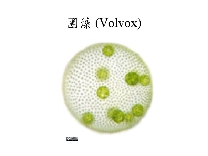 團藻 (Volvox) 