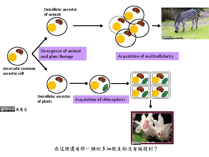 Unicellular ancestor of animals joanna 8555 Divergence of animal and plant lineage Acquisition of