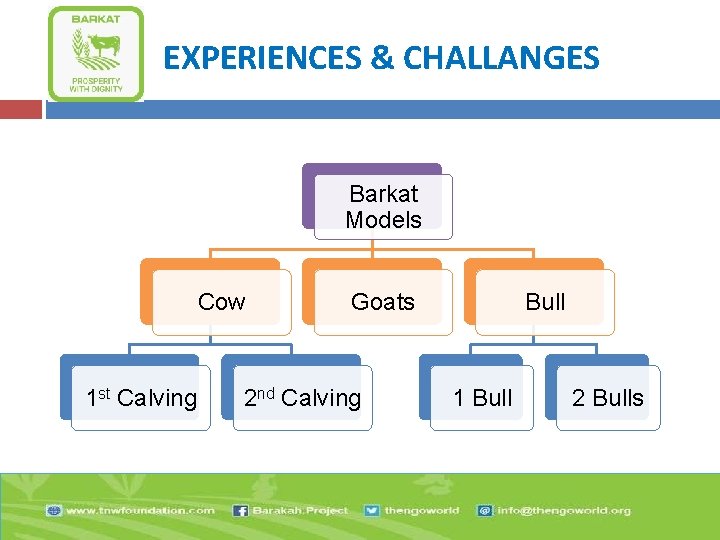 EXPERIENCES & CHALLANGES Barkat Models Cow 1 st Calving Goats 2 nd Calving Bull