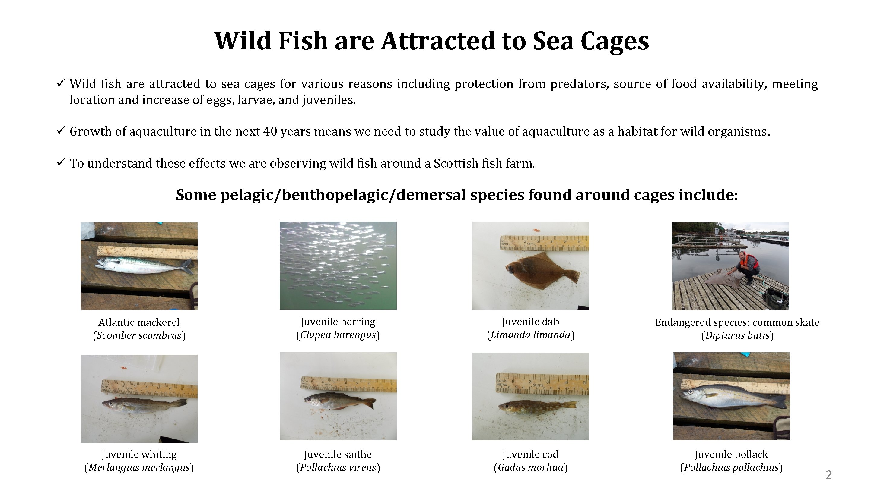 Wild Fish are Attracted to Sea Cages ü Wild fish are attracted to sea