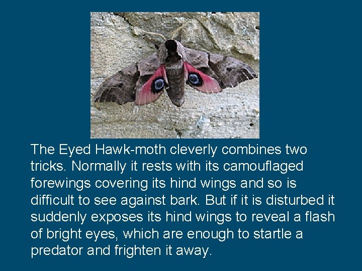 The Eyed Hawk-moth cleverly combines two tricks. Normally it rests with its camouflaged forewings