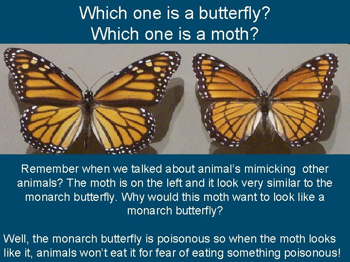 Which one is a butterfly? Which one is a moth? Remember when we talked