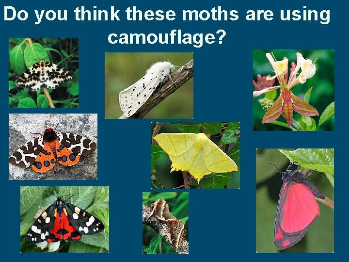Do you think these moths are using camouflage? 