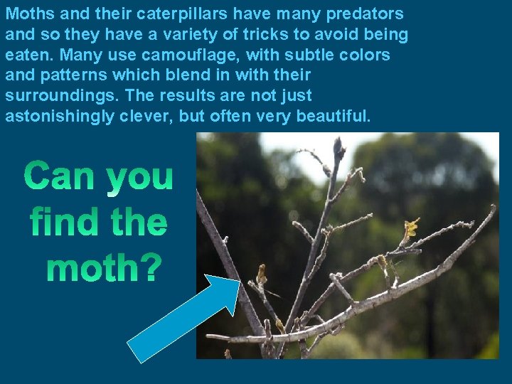 Moths and their caterpillars have many predators and so they have a variety of