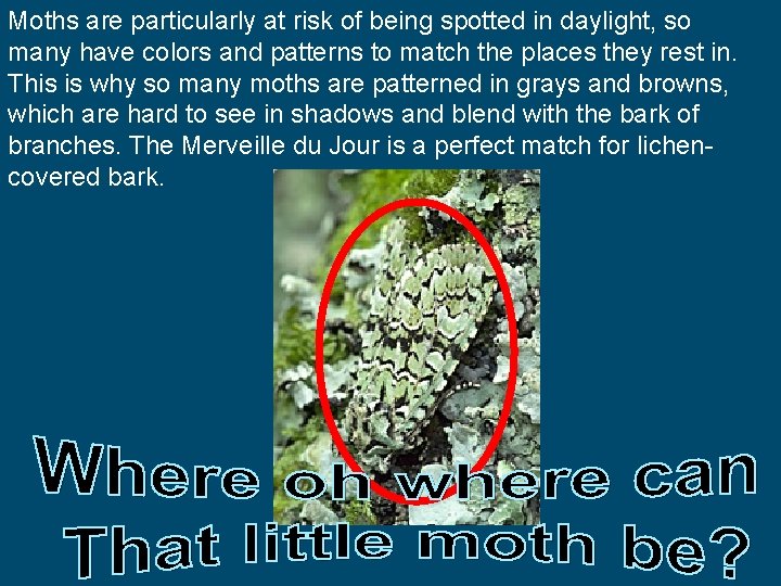 Moths are particularly at risk of being spotted in daylight, so many have colors