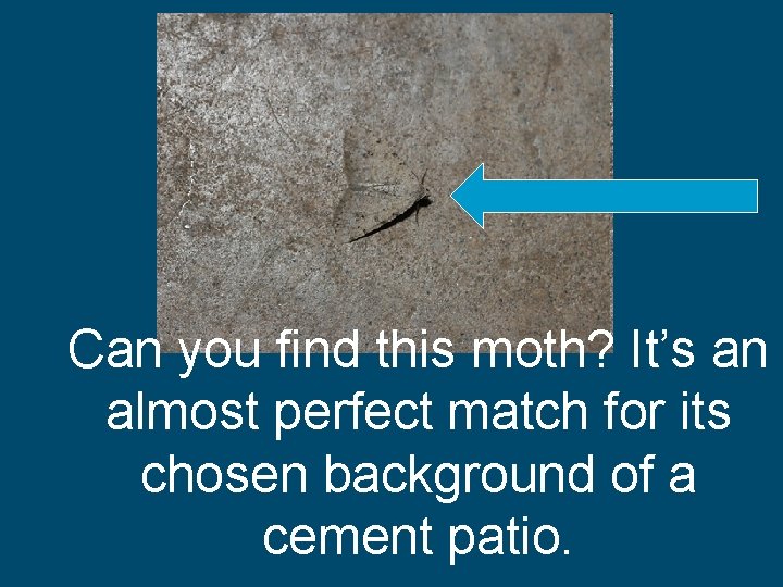 Can you find this moth? It’s an almost perfect match for its chosen background