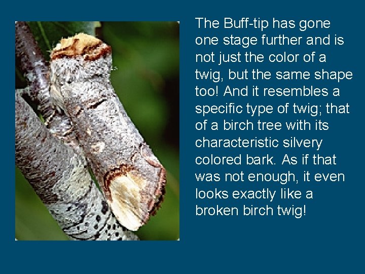 The Buff-tip has gone stage further and is not just the color of a